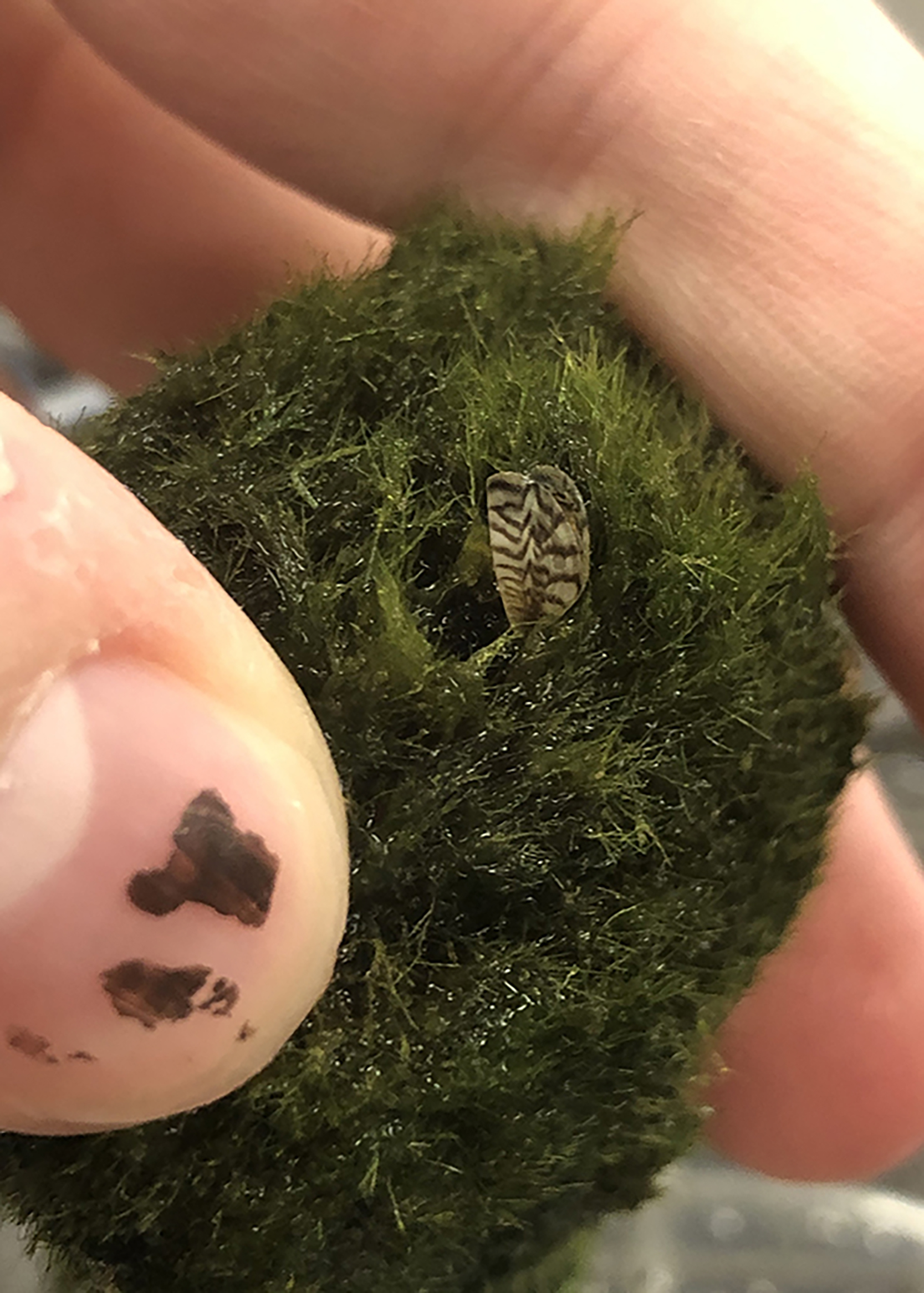 Consumers Asked To ‘Moss Balls’ From Aquariums News, Sports, Jobs